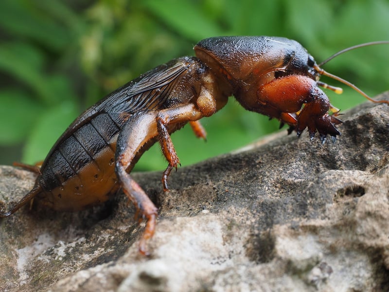 Common Pests