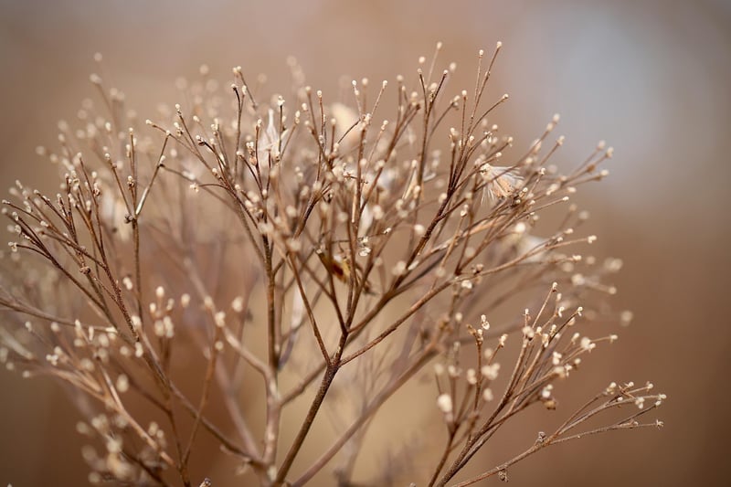 Plant Styling