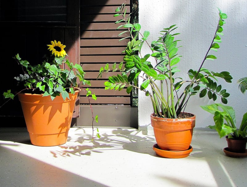 Plant Maintenance